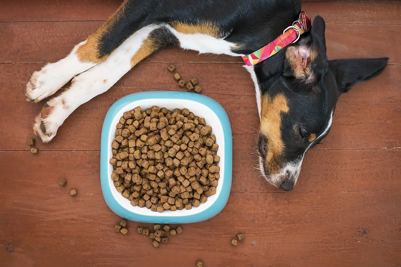 best dog food for dogs with sensitive stomachs