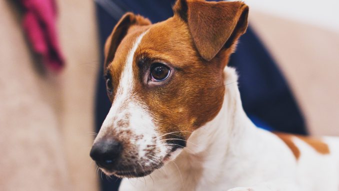 best dog food for Jack Russell