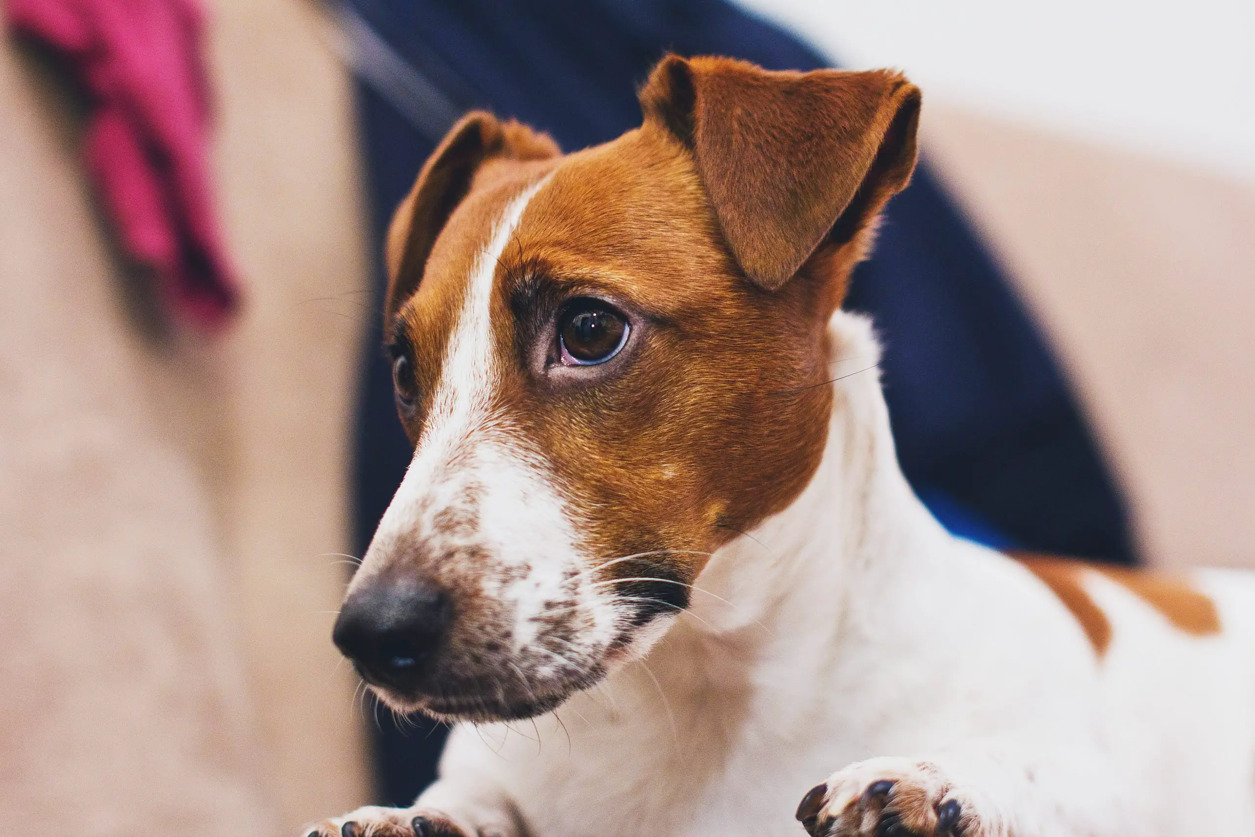 best dog food for Jack Russell