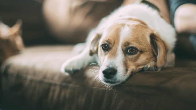 Best Dog Foods for Sensitive Stomach