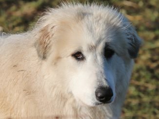 best dog food for Great Pyrenees