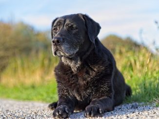 best wet food for senior dogs