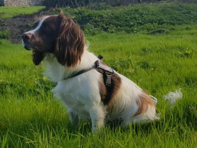 English Springer Spaniel