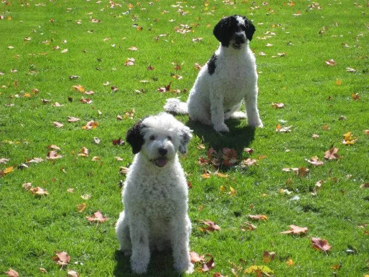Portuguese Water Dogs 
